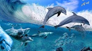 Happy Dolphins Game Sea Fish Coral Waves Summer Wallpaper Hd For Desktop 1920 Click Here To Download Happy Dolphins Game S Dolphins Animals Dolphin Images