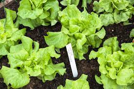 Growing lettuce from seedlings for early spring transplant is a good way to get a head start on the growing season. How To Keep Lettuce Growing In The Heat Of Summer