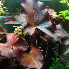 Image result for Nymphaea maculata