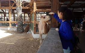 Find out everything from animal babies to the latest new exhibits and be the first to hear about new events. All About The Uae Pygmy Zoo Location Things To Do More Mybayut
