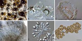 Image result for Macrotyloma daltonii