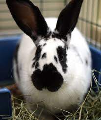 Bunnies Can Make A Great Addition To Your Family Marin Independent Journal