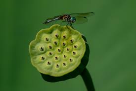 Her alluring presence dominates attention.