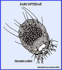 Image result for Sarcoptes scabiei
