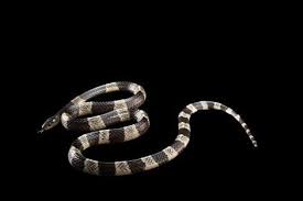 Krait Malasiana Bungarus Candidus No Zoologico Do Condado De Sedgwick Foto De Joel Sartore National Geographic Photo Ark Cobras Condado Fotos