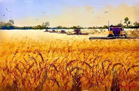 Bruce Griffiths Artist On Instagram Half Sheet Lead In Watercolour 35x53 For A Later Full Sheet Commission Of The Current Wheat Instagram Full Sheets Artist