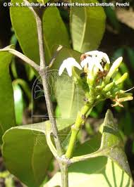 Image result for Hunteria zeylanica