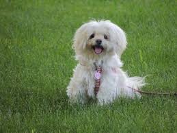 You will find goldendoodle dogs for adoption and puppies for sale under the listings here. Coton Mi Ki Dog Breed Info Pictures Traits Facts