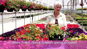 Fred meyer has solid flat annuals for $9.99 which is the the best sale of the year. Fred Meyer Planting Your Hanging Basket Youtube