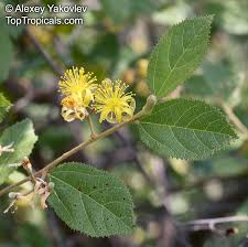 Image result for Grewia flavescens