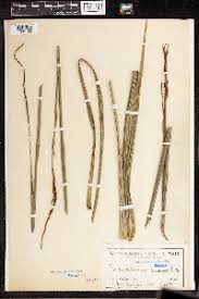 Image result for Gonatopus petiolulatus