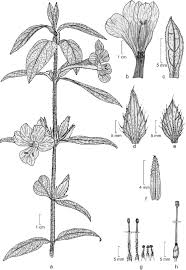 Image result for Barleria sp. D (near holubii)