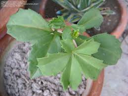 Image result for Cyphostemma quinatum
