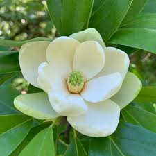 Image result for Magnoliaceae