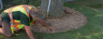 Roots contain a limited amount of a tree's stored energy. Trimming Sod Around Trees There S No Need For Difficulty