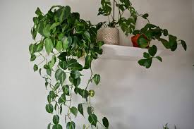 302 likes · 35 talking about this. Philodendron Brasil Care An Easy Trailing Houseplant