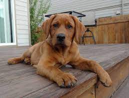 Fox red pointing lab puppies. Fox Red English Labrador This Is What The Next Harrison Family Addition Will Look Like Fox Red Labrador Red Labrador Dogs