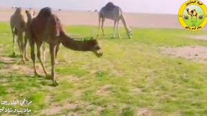 فيلم الصندوق الاسود 2020 hd. Ù‚Ø¨ÙŠÙ„Ø© Ø§Ù„Ø¨Ø´Ø§Ø±ÙŠÙŠÙ† Ù‚ØµÙŠØ¯Ø© Ø¯ÙˆØ¨ÙŠØª Ù„Ù„Ø´Ù‡ÙŠØ¯ Ø§Ù„Ø¹Ù…ÙŠØ¯ Ø±ÙƒÙ† Ø·ÙŠØ§Ø± Ù…Ø­Ù…Ø¯