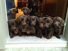 Puppyfinder.com is your source for finding an ideal puppy for sale near tampa, florida, usa area. Pin On Puppies