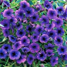 Image result for Monopsis decipiens