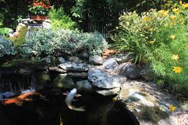 12 steps to build a koi pond in your yard 1.pick your fish and plants Backyard Koi Ponds And Water Gardens Are A Growing Trend