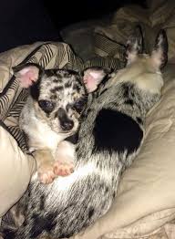 And blue eyed parents can have only blue or more recessive green eye children. 7 Facts You Never Knew About Merle Chihuahuas I Love My Chi