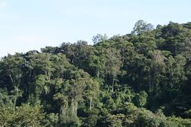 Image result for Hyparrhenia anamesa