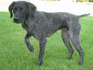 Rare German Shorthaired Pointer Colors