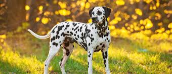 Find dalmatian puppies and dogs for adoption today! Dalmatian Puppies For Sale Dalmatian Breed Profile Greenfield Puppies