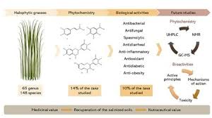 Image result for Halopyrum mucronatum