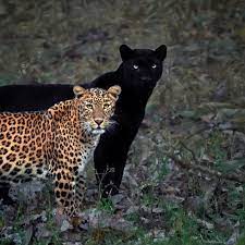 Photographer Waits 6 Days To Capture Perfect Moment When Black Panther Shadows Leopard Cat Couple Animals Panther