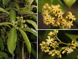 Image result for Icacinaceae