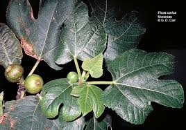Image result for Moraceae