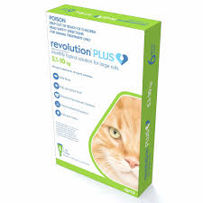 There are no approved medications for treating heartworm in cats. Revolution Plus For Large Cats 11 1 22 Lbs 5 10 Kg Green 6 Doses Sierra Pet Meds