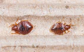 Ecogen pest control is proud to be the premier pest control company in las vegas, henderson, north las vegas, boulder city and pahrump. Downtown Las Vegas Nv Pest Control Pest Management In Nevada