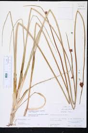 Image result for Schoenoplectus sp.no.3