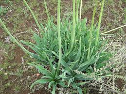 Image result for Drimia altissima