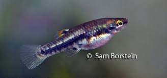 Image result for Hyparrhenia formosa