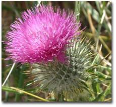 It's flower is purple in colour and it's leaves are barbed to protect it from predation by herbivores. The Scottish Thistle Emblem Of Scotland Scottish History Online