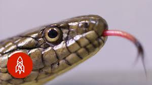 These stripes run the length of the snake's body and can be blue, green, yellow or white. The 5 Foot Snake Whose Wetland Homes Are Disappearing Youtube