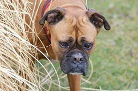 Life Expectancy Of Boxer Dogs