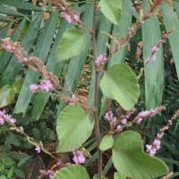 Image result for Polhillides