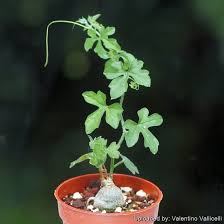 Image result for Kedrostis