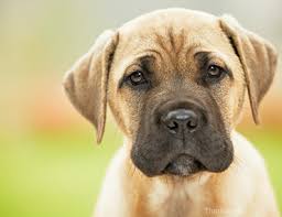 Dogs with chronic kidney disease are often maintained on subcutaneous fluids given by the owner at home. The Top 10 Canine Toxins Part I