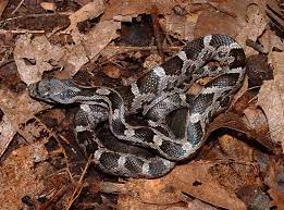 Do Not Kill This Snake Baby Rat Snake Non Venomous Black Rat Rat Snake Snake