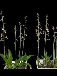 Image result for Eulophia longisepala