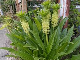 ユーコミス | 新潟｜造園・外構｜大屋造園