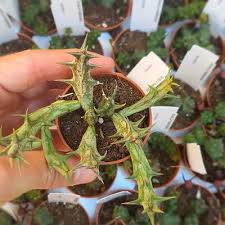 Image result for Orbea dummeri