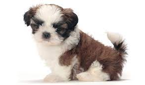 See more ideas about shih poo, puppies, doggy. Shih Tzu Dog Breed Information
