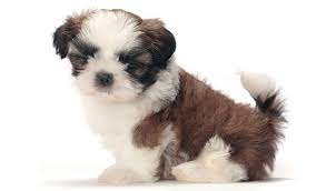 We did not find results for: Shih Tzu Dog Breed Information